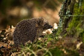 Sarratt Wildlife Volunteers