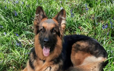Sabre and his dog blog