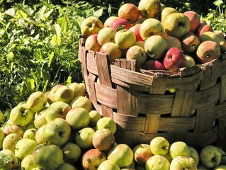 Apples, Apples, Apples, let’s harvest!